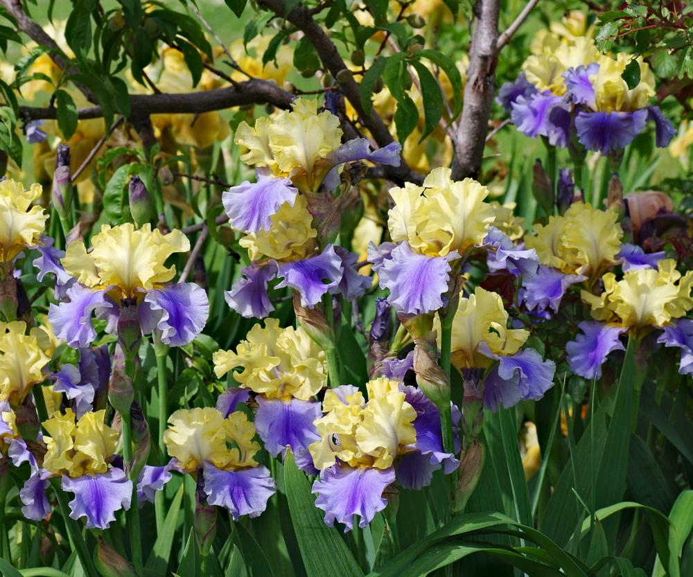 Edith Wolford Bearded Iris WINDSWEPT MOONLIGHT FARM